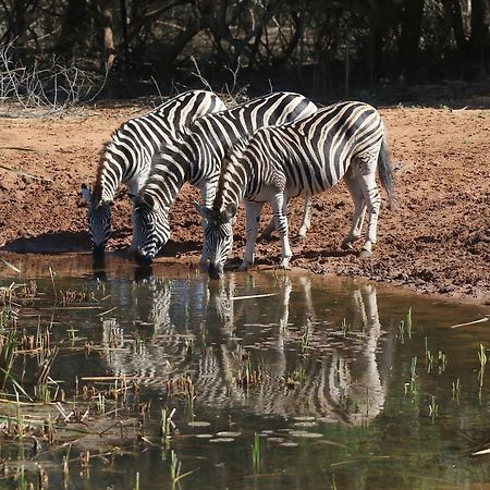 Bushbaby Lodge & Camping Hluhluwe Extérieur photo