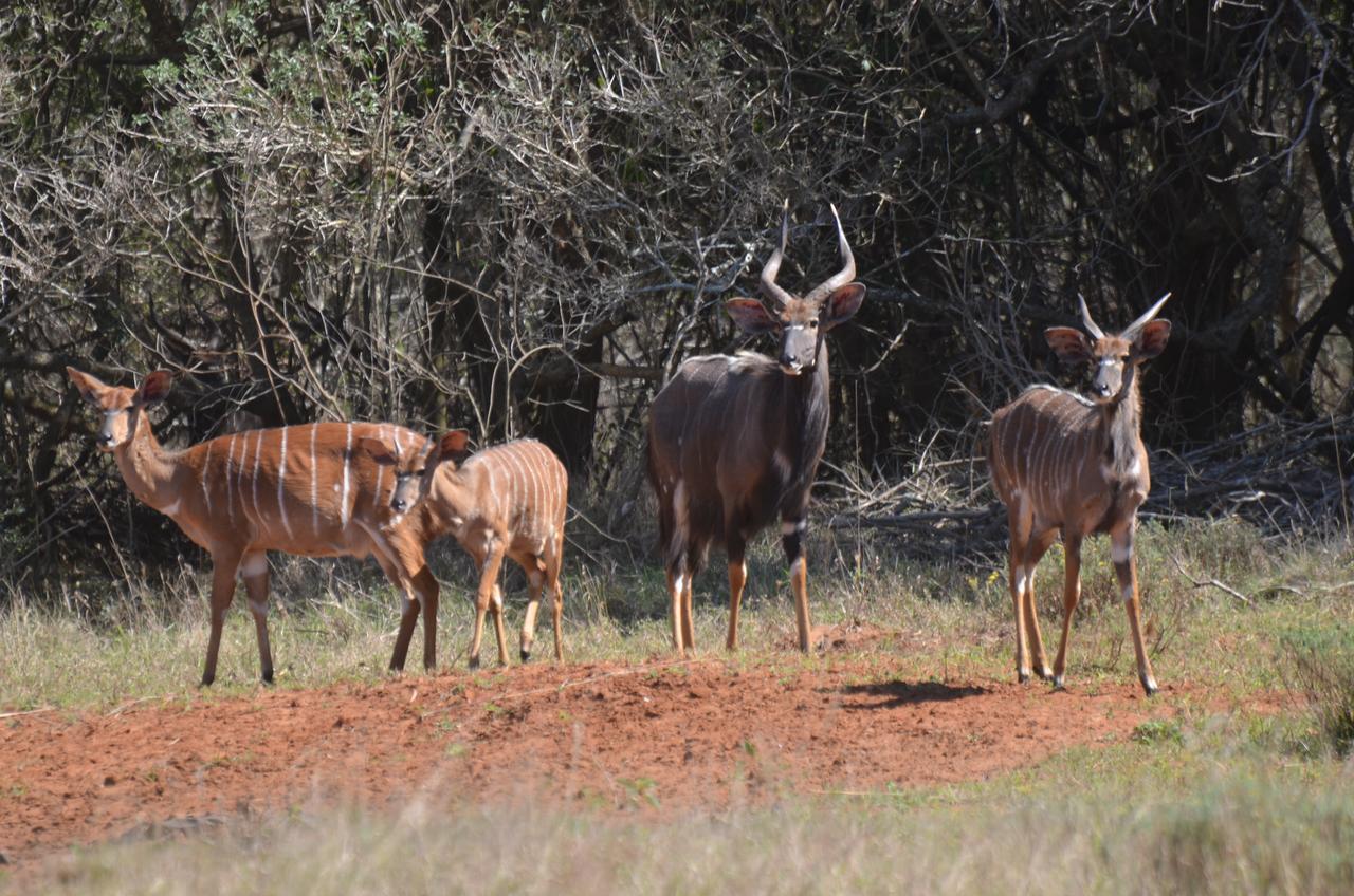 Bushbaby Lodge & Camping Hluhluwe Extérieur photo