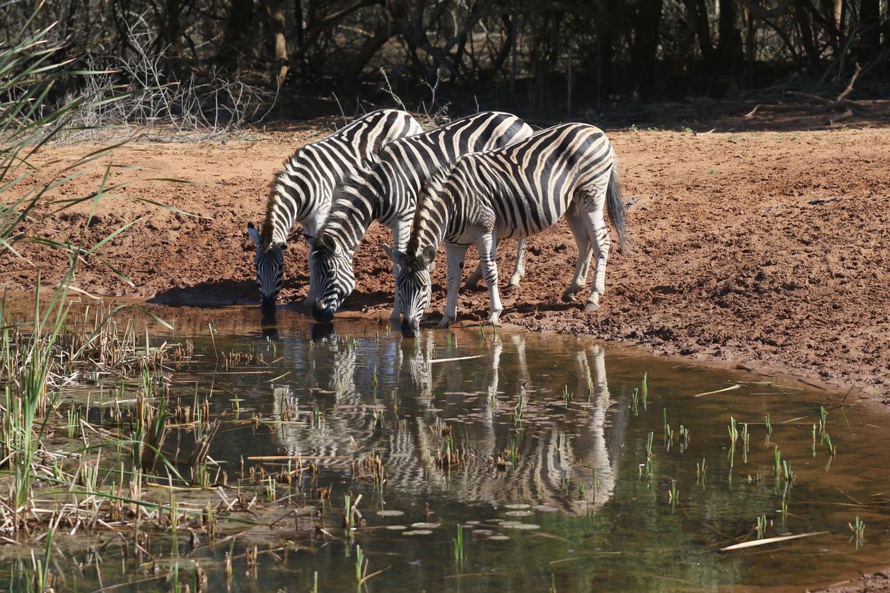 Bushbaby Lodge & Camping Hluhluwe Extérieur photo